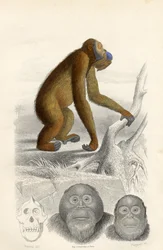 Der Orang-Utan, graviert von Paquien